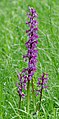 Orchis mascula Germany - North Rhine-Westphalia near Warburg