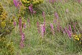 Orchis mascula subsp. laxifloriformis - Ispaniya, Navarra