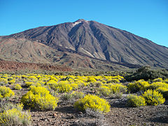 Sol plat couvert de buissons aux fleurs jaunes avec le Teide à l'arrière-plan.