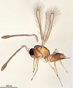 January 6: chalcid wasp of family Mymaridae