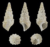 Batillaria calcitrapoides, shell