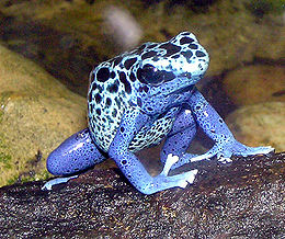 Mėlynoji medlaipė (Dendrobates azureus)