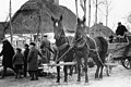 Osídlování (Reichsgau Wartheland), etničtí Němci z východního Polska, květen 1940