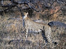 Southeast African cheetah in Kruger National Park in South Africa