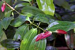 Cinnamomum verum