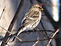 female, Ottawa, Ontario, Canada