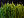 Berkas: Grass dsc08672-nevit.jpg (row: 18 column: 18 )