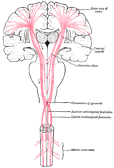 ilustracja