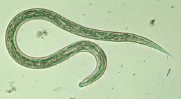 Hookworm larvaG.jpg