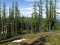 Foresta di larici subalpini in Columbia Britannica