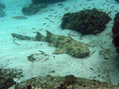 Requin tapis (Orectolobus maculatus)