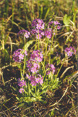 Raktažolė pelenėlė (Primula farinosa)