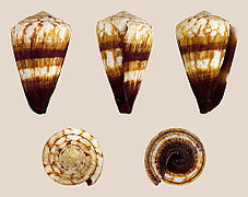 Conus miles (Soldier Cone), Shell