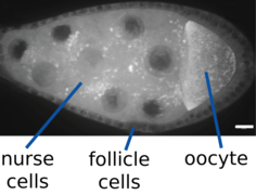 June 1: nurse cells develop the oocyte