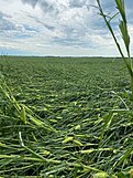 A corn field near Roland, Iowa flattened by the August 2020 Midwest derecho