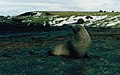 Kerguelen fur seal (male)