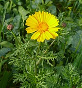 Chrysanthemum coronarium