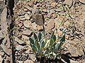 Daggerpod (Phoenicaulis cheiranthoides} flowers & pods, High Trail