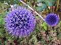 Echinops ritro (bongkol majemuk)