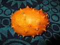 Kiwano (Cucumis metuliferus)