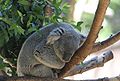 Maloo (born April 10, 2001) is a Queensland Koala