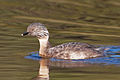 Image 23 Hoary-headed Grebe Photo: JJ Harrison The Hoary-headed Grebe (Poliocephalus poliocephalus) is a member of the grebe family found in Australia and New Zealand. It is a fairly small dark grey and white grebe. During the breeding season the adult's plumage has white streaks over its entire head (seen here), which is the source of the common name. More selected pictures