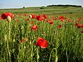 Cvjetnice: Krajolik s divljim makovima (Papaver rhoeas)