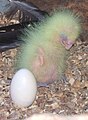 Chick at 1 week old