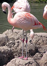 Flamants du Chili ou Phoenicopterus chilensis.