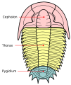 Trilobite De arriba a abaixo: céfalon, tórax e pixidio.