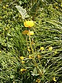 Trollius europaeus