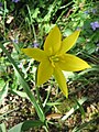 Tulipa sylvestris flower