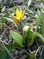 Tulipa urumiensis