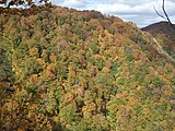 白神山地の紅葉