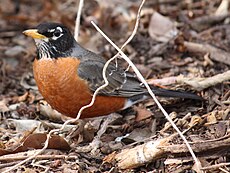 Turdus migratorius