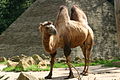 a camel