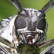 シロスジカミキリの頭部