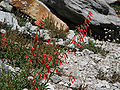 Bridge's penstemon (Penstemon rostriflorus)