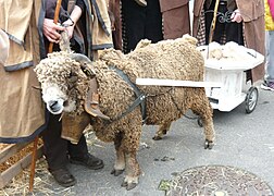 Flouca tirant le charreton et ses agneaux.