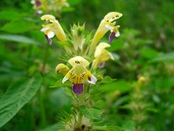 Galeopsis speciosa