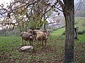 mucche al pascolo sullo sfondo del lago d'Endine