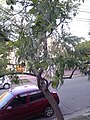 Gambaran dekat pod muda jacaranda di Chamical, Argentina