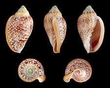 Marginella glabella (Shiny Marginella), Shell