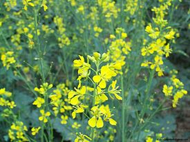 Sareptansinappi (Brassica juncea)