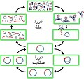 الدورة الحالة و الدورة المستذيبة Lytic cycle and lysogenic cycle