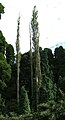 Populus nigra 'Italica' - typical slender, sparsely foliaged trees