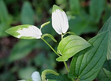 Cây hàm ếch