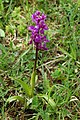 Orchis mascula Deutschland - Hessen Main-Kinzig-Kreis Steinau bei Schlüchtern