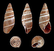 Thaumastus bitaeniatus (Two-banded Marvel Snail), Shell