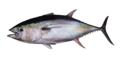 Thunnus albacares